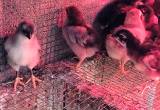 12 day old chicks