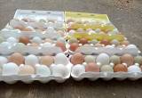 Farm Fresh Eggs