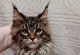 Maine Coon Kittens