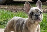 Merle Male French Bulldog