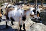 Nigerian Dwarf Baby Buckling Goats