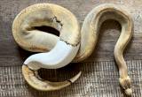 Champagne Pied Ball Python