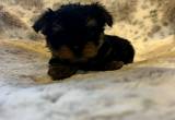 Male Yorkie Puppies