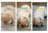 Pedigree Holland lop rabbits