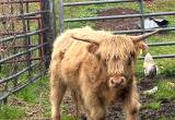 highlander steer