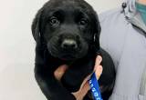 AKC English Labrador Retriever Puppies