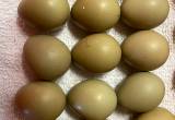 Ring Neck Pheasant Hatching Eggs