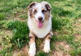 registered australian shepherd aussie