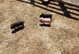 potbelly pigs