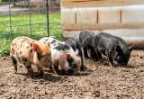 Heritage Breed Piglets