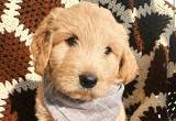 golden doodle