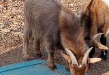 chocolate Nigerian buck