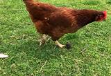 i selling a rooster for $10 and eggs