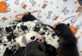 AKC Great Dane Puppies