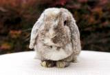 Holland Lop Bunny