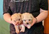 Teacup poodle puppies