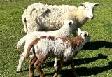 Katahdin Ewe with 2 ewe lambs