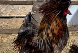 exotic one-year-old Polish rooster
🐓🐓