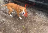 Free redbone coonhound mixed with pitbul