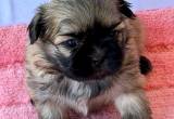 Shih Tzu Puppies - AKC