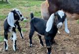 ADGA nubian goat babies