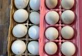 Ameracauna/ Easter egger hatching eggs!