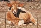 Charolais/ Hereford X, pet/ breeding cow