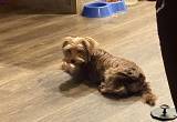 male yorkie (rehome/ trade)