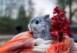 Netherland Dwarf Rabbit pair