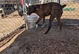 male brindle cur dog