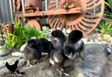 Barn Yard Mix Chicks