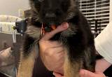 4 AKC German Shepherd Puppies available