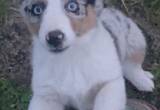 Australian shepherd/ corgi