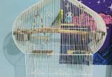 2 Parakeets w/ Food and Cage