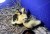 Baby Muskovy ducks
