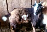 Nigerian dwarf billy goat