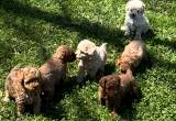 4 Tiny Toy Poodles