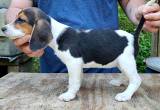 beagle puppy AKC Registered
