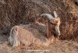8 lamancha goats 4 sale