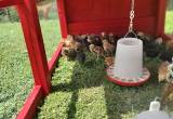 Month old chicks for sale