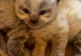 Persian SMOOSHIE FACE. & Himalyan kitten