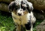 Blue Merle Aussie needing to rehome asap