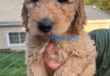 Goldendoodle puppies