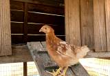 6wk old Red Star Pullets