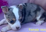 CKC Chihuahua Merle Girl Black Tri Male