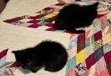 2 Little Black Kittens