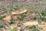 Stump Grinding