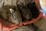 Flemish Giant bunnies