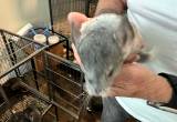 chinchillas