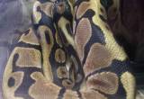 Ball python het kingpin/ pinstripe